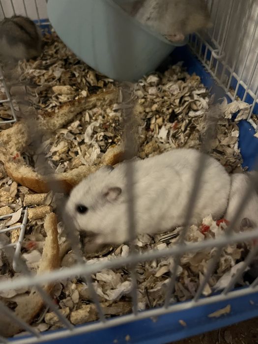 Puii de hamster pitic