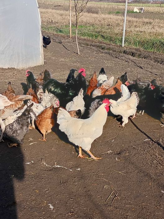 Păsări de vânzare