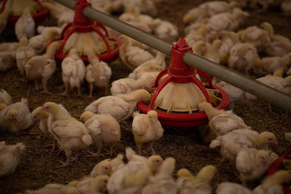 ДО 27.11.25 Пилета Бройлери на ЖИВО от ферма в с. Кесарево