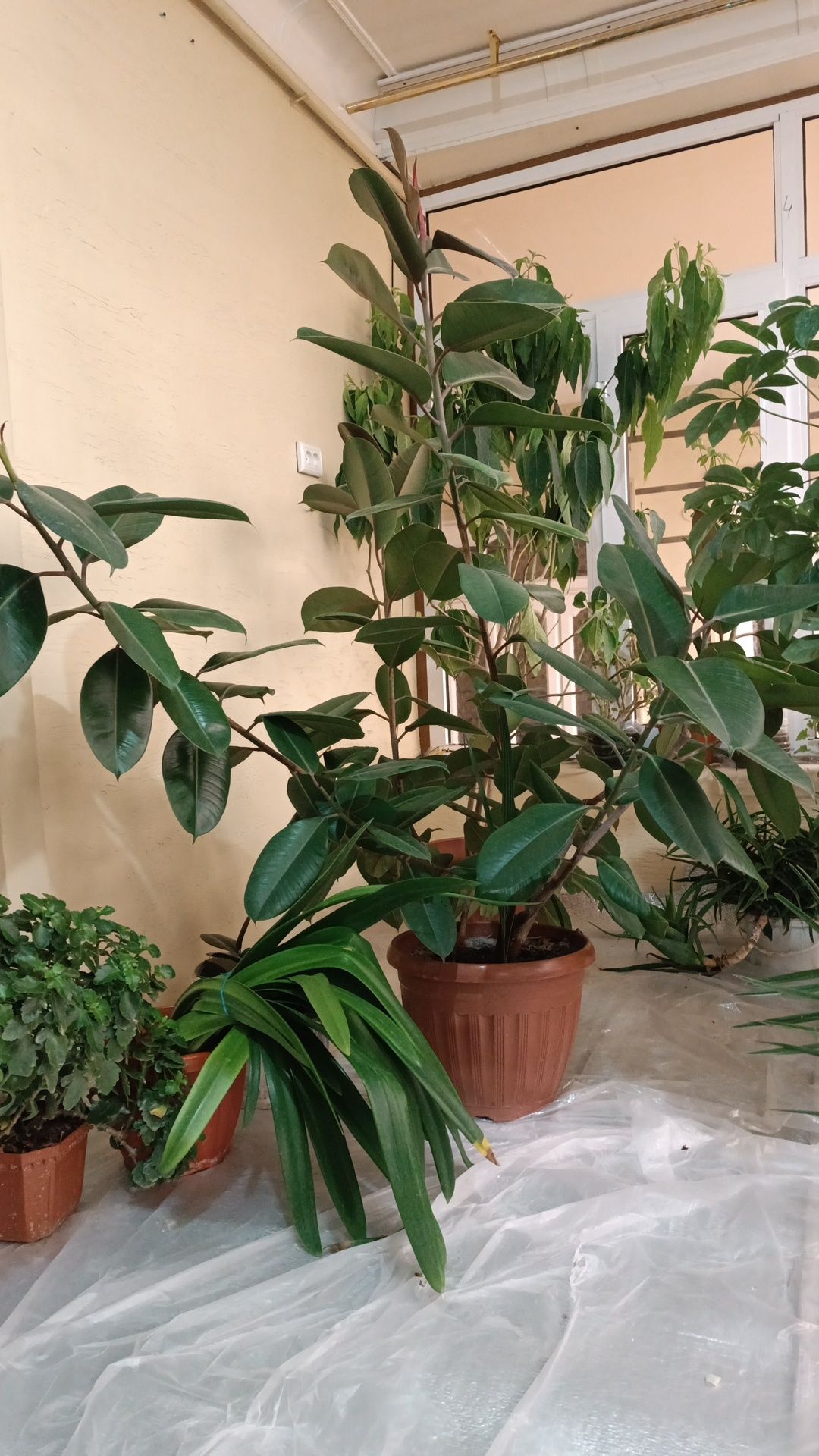 Yongʻoq gullar sotiladi holati alo