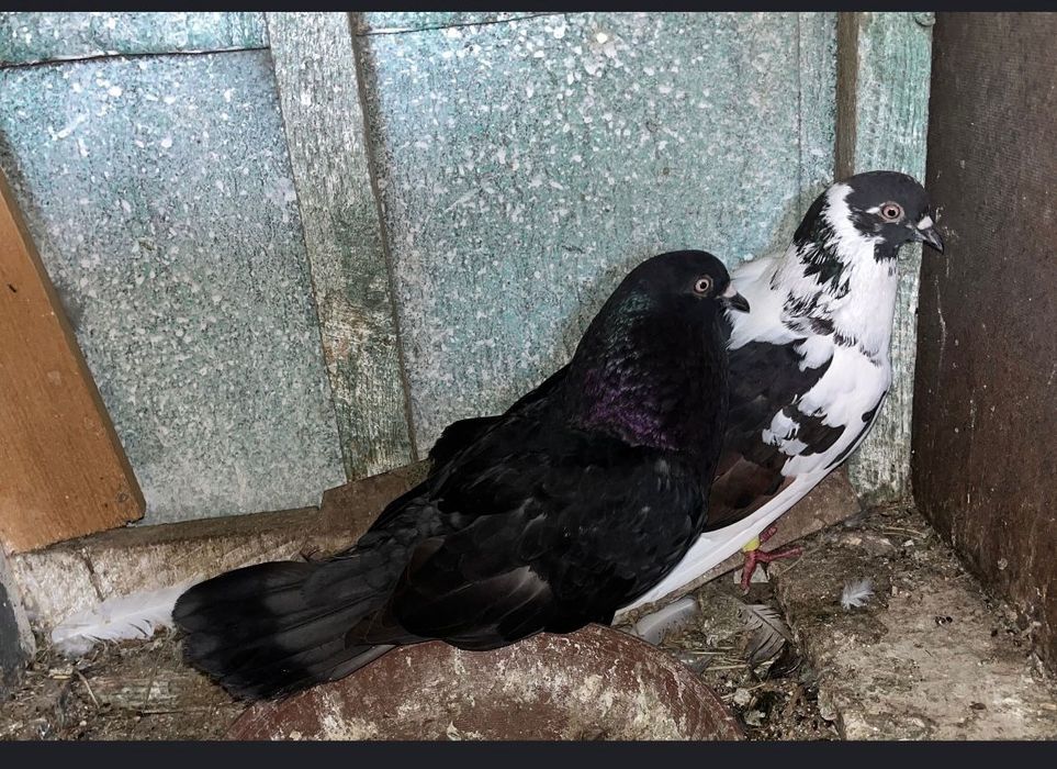 18 porumbei 200 lei toți