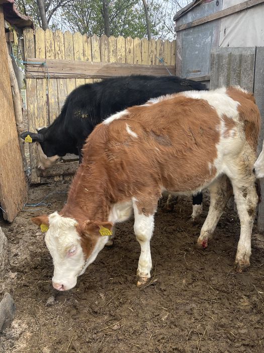 Vitele de rasa sunatiii