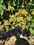Struguri de vin tămâioasă Românească