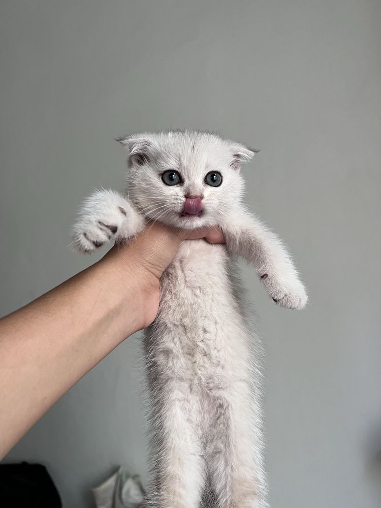 Шотландская кошка 1,5 месяца