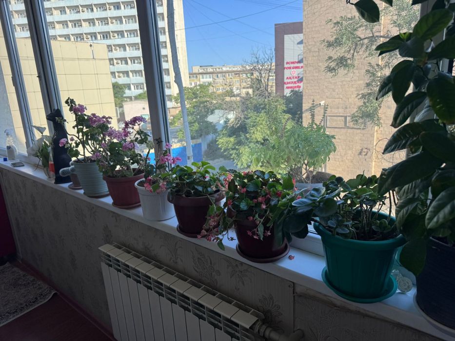 Домашние цветы в продаже