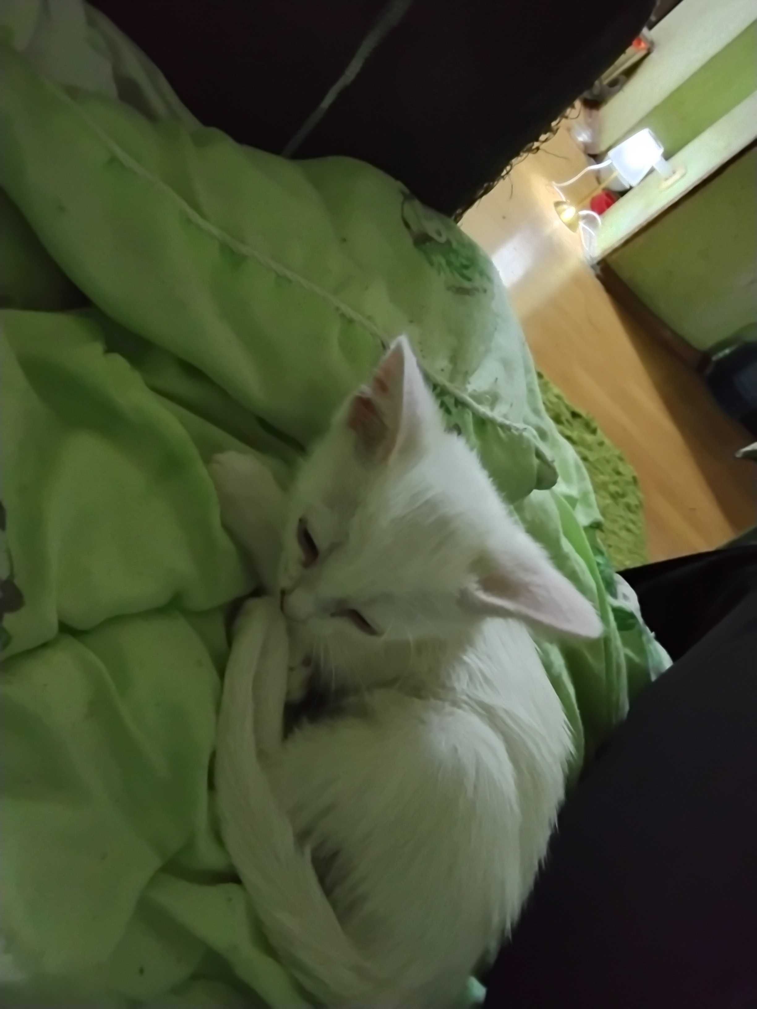 Котенок добрым хозяевам