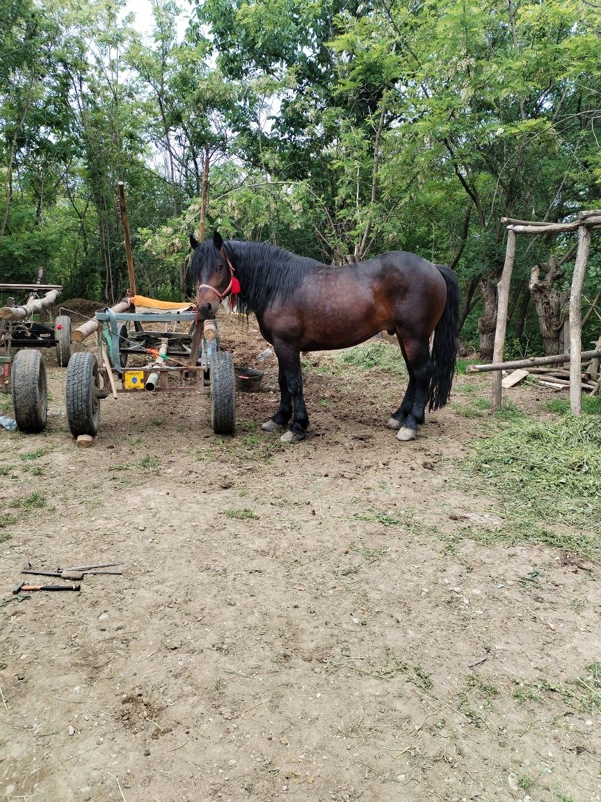 Vând   armăsar. !