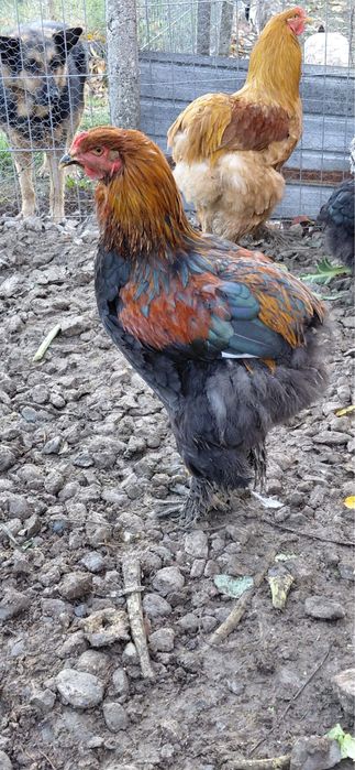 Vand cocos cochinchina