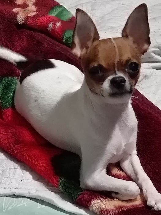 Продам щенка чихуахуа  мальчик