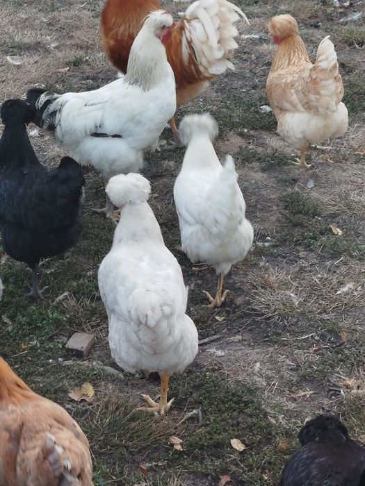 Găini și cocosi cu moț