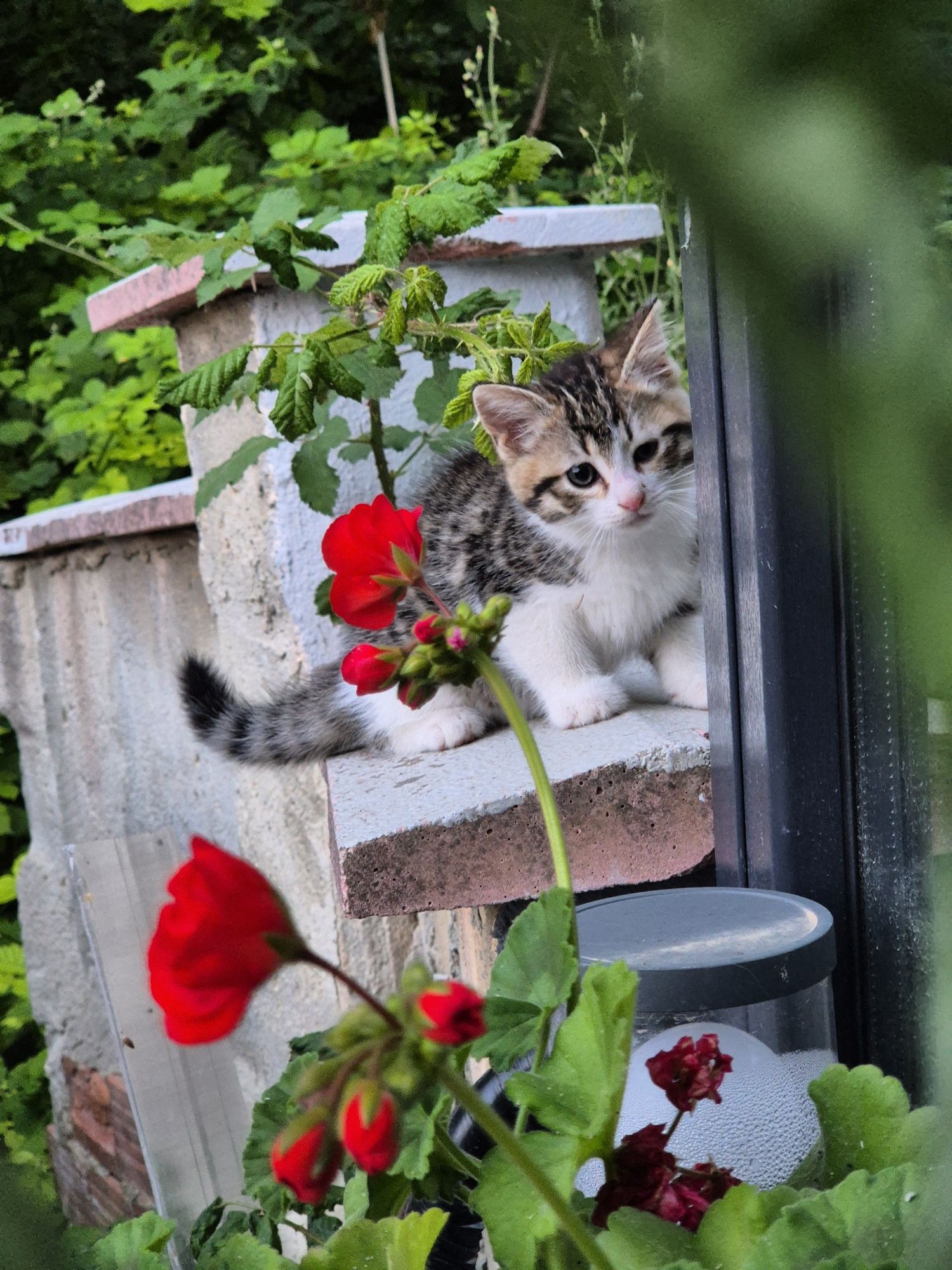 Мъжко коте търси дом