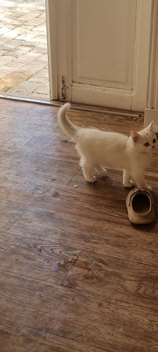 Котята  продаются