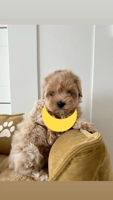 Maltipoo poodle mini toy apricot deschis