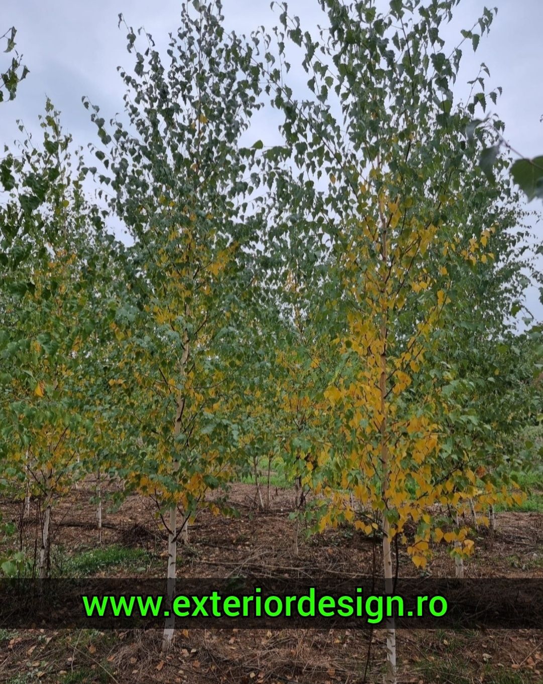 Enupar tarator Prunus Laurocerasus, tei argintiu, mesteacăn leylandii