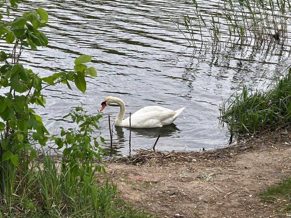 Moara Vlasiei - 11.000 mp, desc lac 36 m, priveliste, 11 EUR/mp