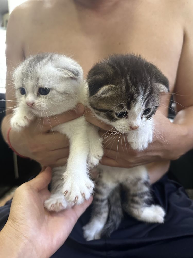 Шотландские вислоухие котята