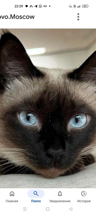 Отдам кошек бесплатно село шелек