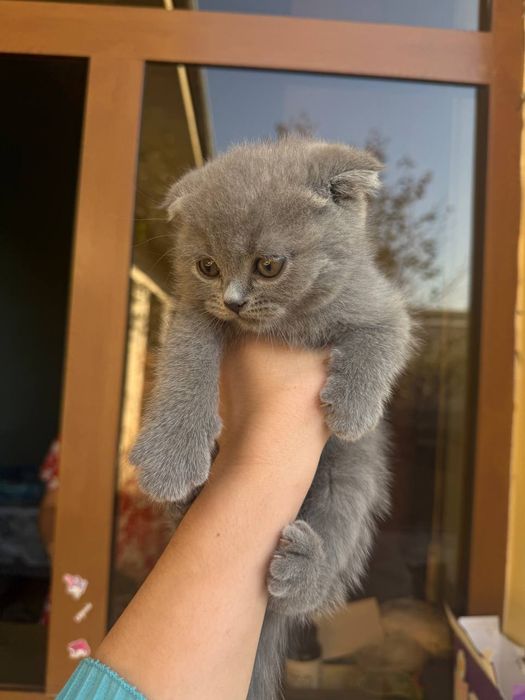 Страйт Фолд мушукчалар