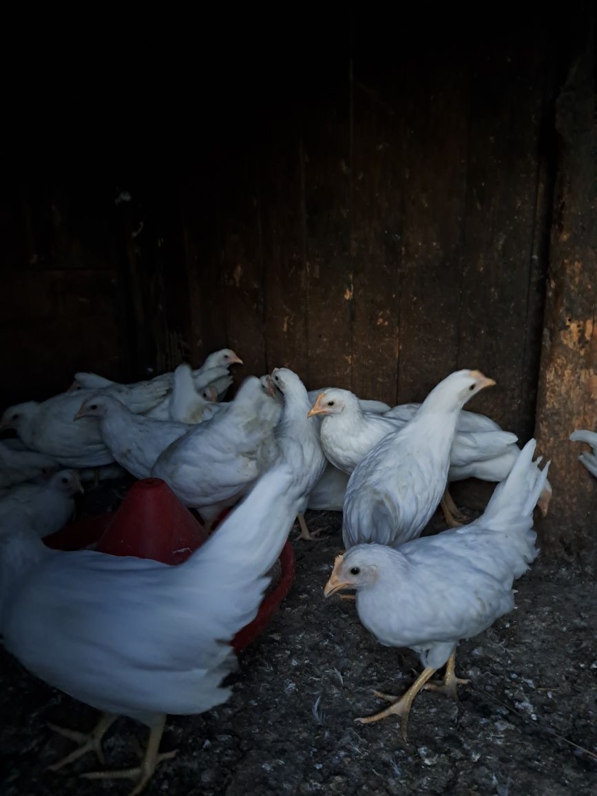 Puicuțe rasa Leghorn