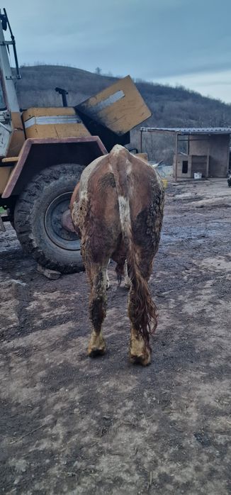 Vand doi tauri baltati