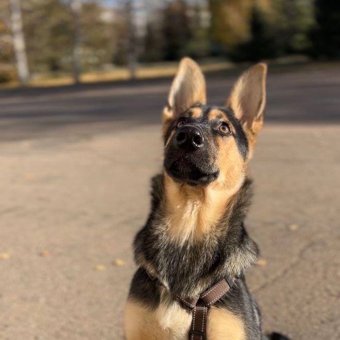 Щенок, помесь овчарки, ищет ТОЛЬКО ответственных хозяев