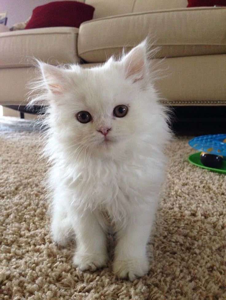 turetiski angora