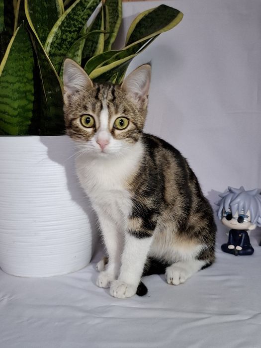 Клеопатра ищет семью