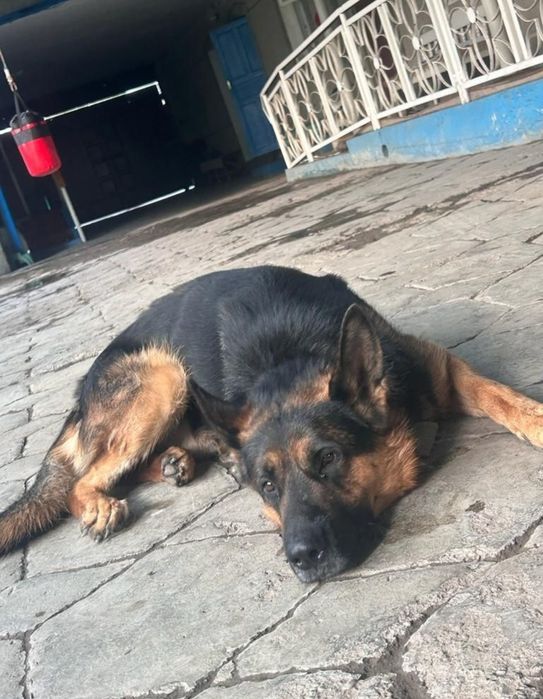 Вязка чистокровного немца