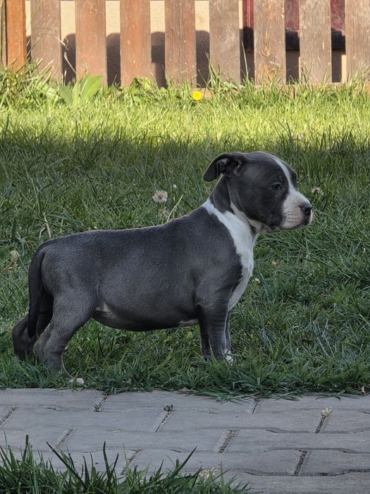 American Staffordshire Terrier
