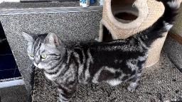 Femelă british short hair silver tabby