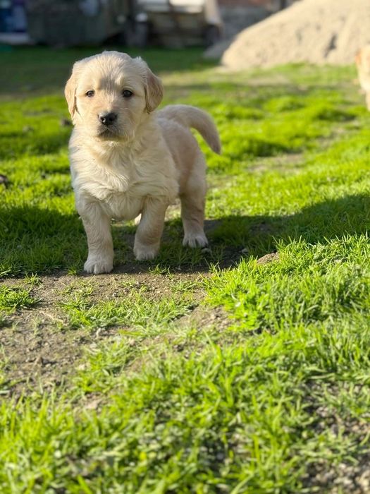Голдън ретривър кученца
