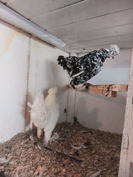 Продам семейку карликовых корейских султанок