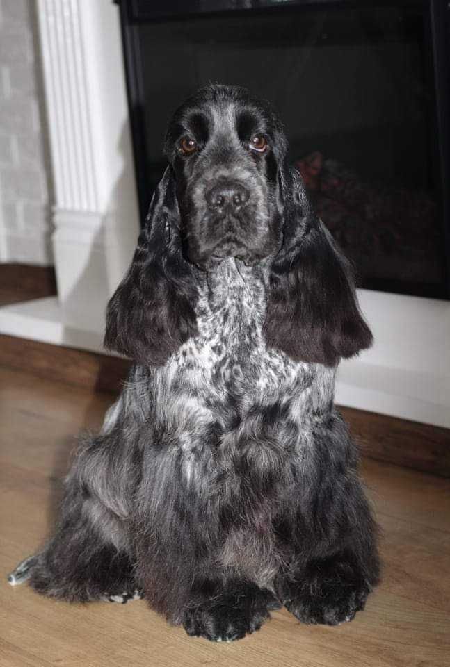 English Cocker spaniel