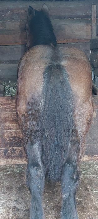 Vând manza de 5 luni