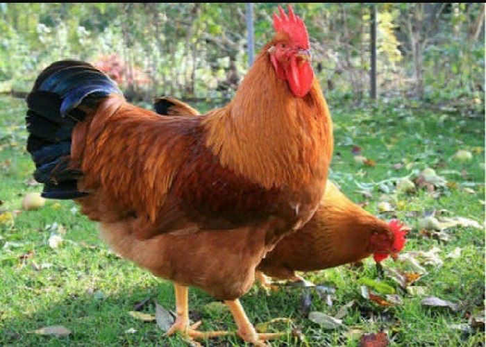 New Hampshire oua incubat