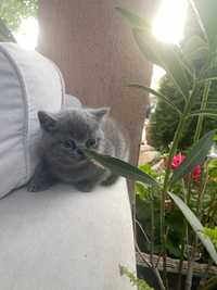 Puiuți pisica british shorthair blue