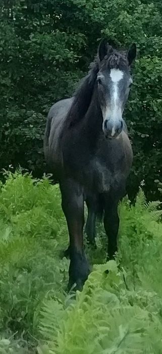 Mânz de 1 an de vanzare