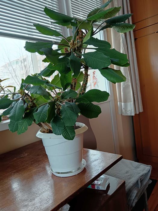 Еуфорбия, плюеща палма