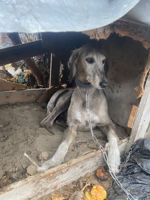 Ауызданған ТАЗЫ сатылады