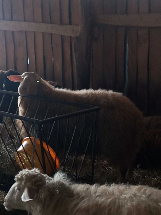 Berbeci tineri assaf