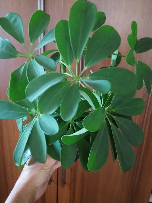 Шефлера фикусы Бенджамина