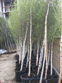 Mesteacan Alb (Betula Alba )