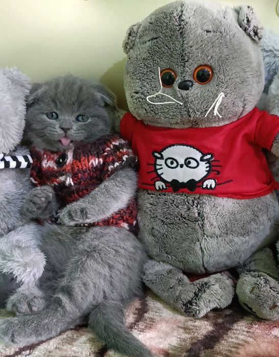 Породистые котята Скоттиш фолд продаются