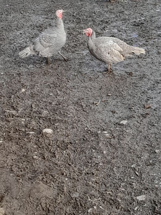 Vând 2 curcani și 2 curci de casă