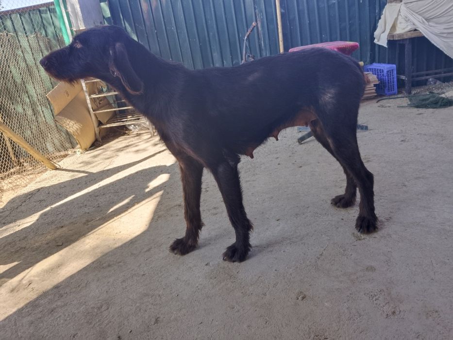 Дратхаар немецкий