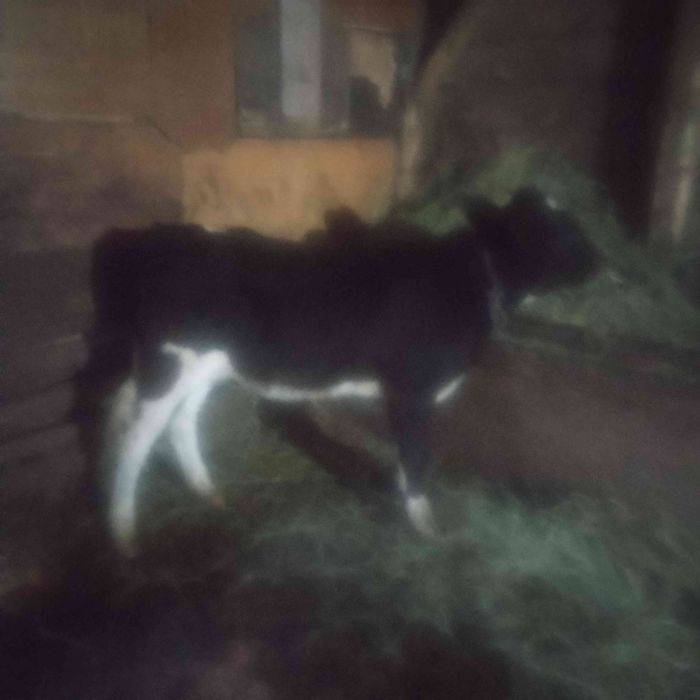 Vând o iapa de 5 ani și doi viței