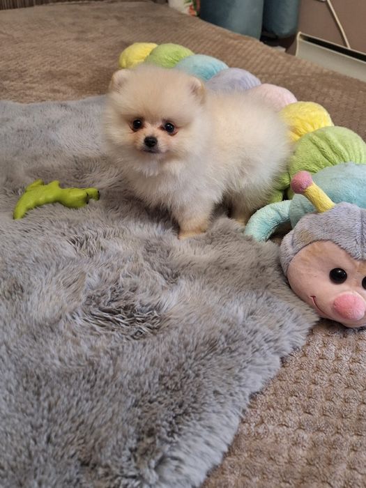 Померан,померанче