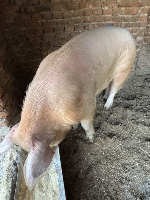 Продава се нерез