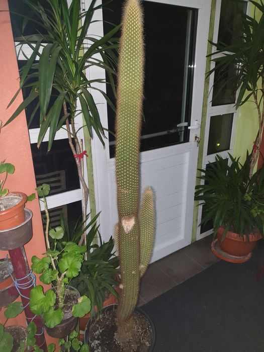Vand cactus mare