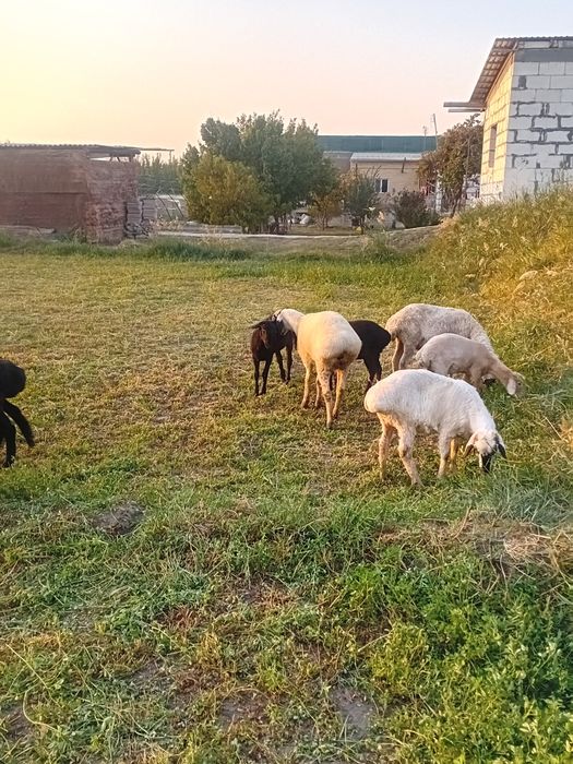 Bug'o'z ekkizak tug'adigan quylar va baralar sotiladi